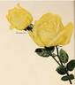 Hortulanus Fiet rose photo