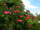 Parkfeuer rose photo