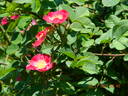 Parkfeuer rose photo