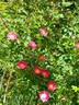Parkfeuer rose photo