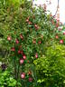 Parkfeuer rose photo