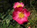 Parkfeuer rose photo