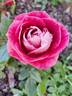 Take It Easy™ rose photo