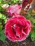 Take It Easy™ rose photo