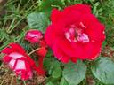 Take It Easy™ rose photo