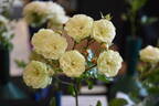 Green Ice rose photo