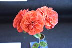 Kaikoura ® rose photo