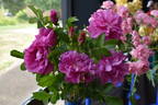 Belle Poitevine rose photo