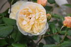 Roald Dahl rose photo