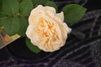 Bruce's Dream rose photo