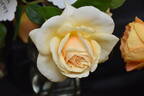 Bruce's Dream rose photo