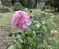 Edmond Proust rose photo