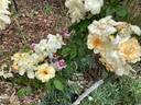 Thisbe rose photo