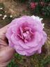 Perfumed Kiss rose photo