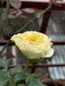 Beatrice rose photo