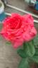Lady Bird rose photo