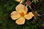 Mrs. Oakley-Fisher rose photo