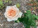 Delore rose photo
