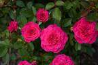 Sunblaze Dragon Fruit rose photo