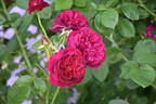 Darcey Bussell rose photo