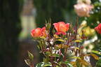 Enchanting rose photo
