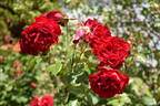 Dublin Bay rose photo