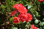 Scarlet Queen Elizabeth rose photo