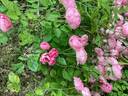 Raubritter rose photo