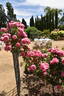 Leonardo da Vinci rose photo