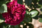 Dark Lady rose photo