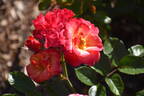Spicy rose photo