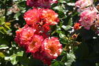 Spicy rose photo