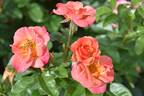 Spicy rose photo