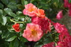 Spicy rose photo