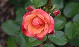 Spicy rose photo