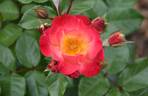 Spicy rose photo