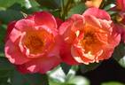 Spicy rose photo