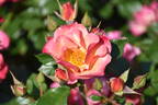 Spicy rose photo