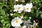 Keros rose photo