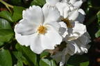 Keros rose photo