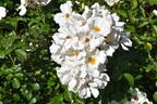 Keros rose photo