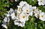 Keros rose photo
