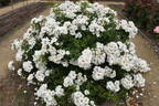 Keros rose photo