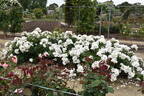Keros rose photo