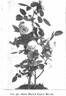 Paul's Early Blush rose photo