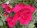 Sweet Sarah rose photo