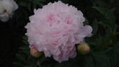 Chiffon Parfait peony photo