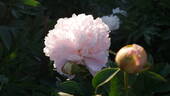 Chiffon Parfait peony photo