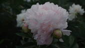 Chiffon Parfait peony photo