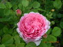 Mary Rose ® rose photo